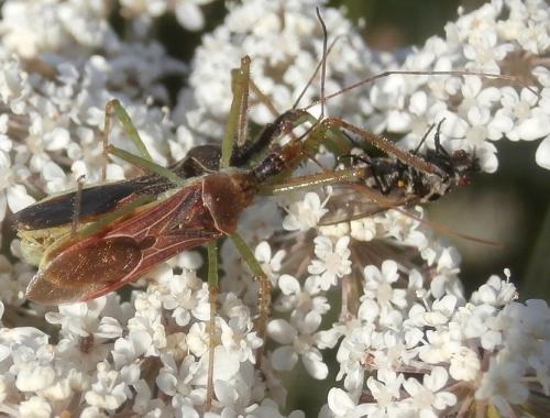 Réf. 242 564 : Zelus renardii